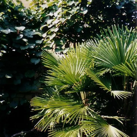 Duplex Eleonora Banjole